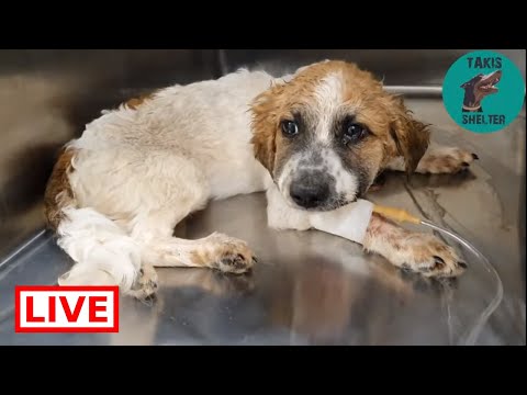 dog saved by dolphin He needs to stay at the vet for a few days. Then I will take him - Takis Shelter