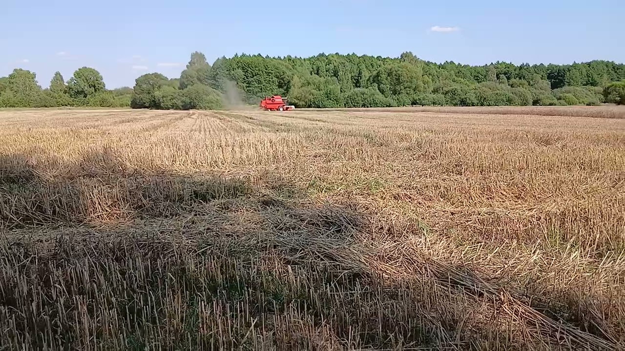 Bizon bs żniwa 2025