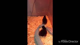 Black Star Chickens 2 Days Old