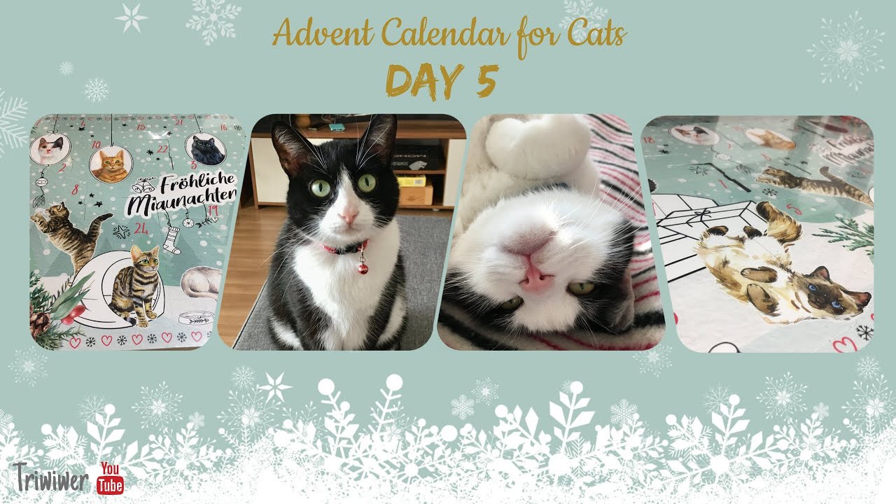 Advent Calendar for Cats Dein Bestes  2021: DAY 5