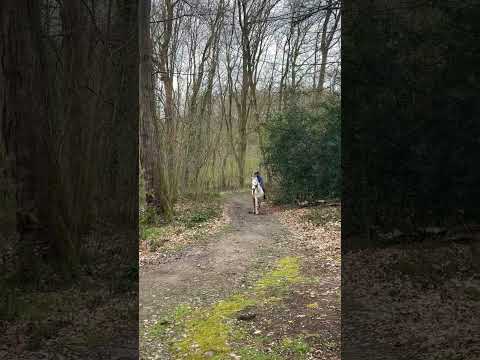 Cheval à vendre - Cheval à vendre  - equirodi.be