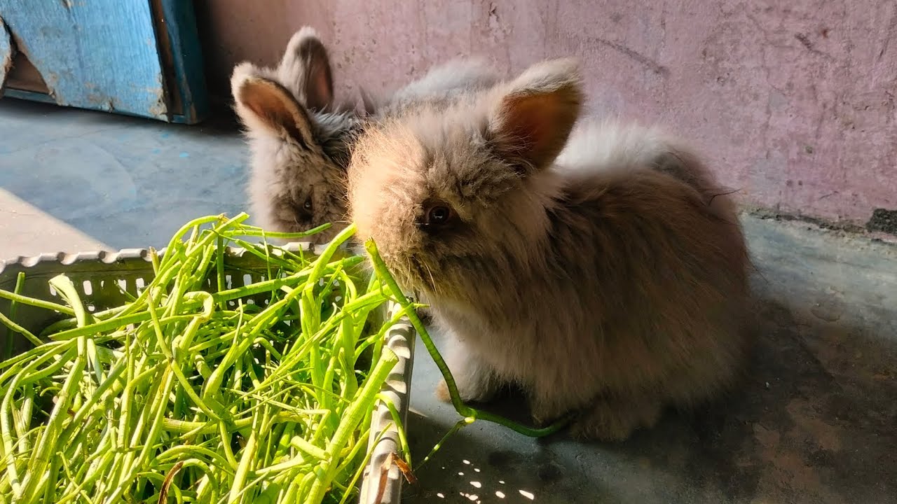 Cute Bunnies Eating Greens 🐰 | Relaxing Bunny Eating Sounds | ASMR Rabbit Video