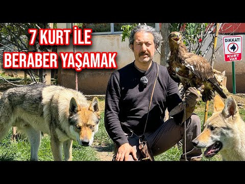 KURT SÜRÜSÜYLE BERABER YAŞAYAN ADAM | SİVAS