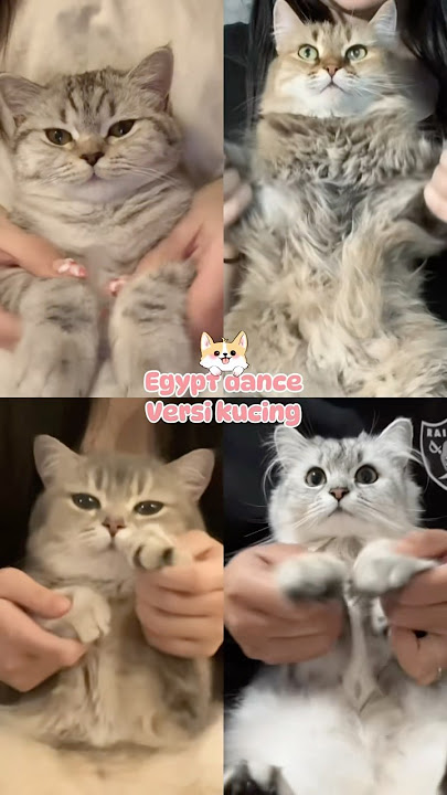 Egypt dance versi kucing 🐱 #kucing #egypt #tiktok #dance