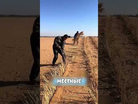 Путин ПОЖАЛЕЛ о передаче ЗЕМЕЛЬ Китаю😱🔥🐲