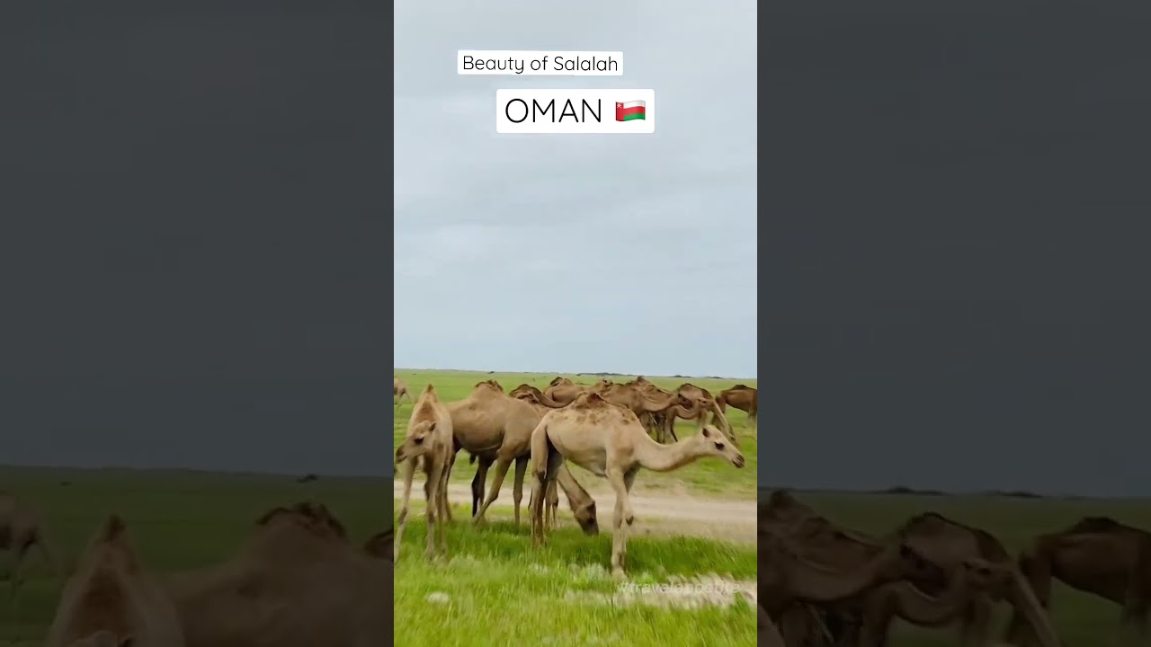 Winter Paradise of Oman 🇴🇲 | SALALAH TOUR | Holiday Time 