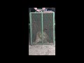 NSPCA video of a mentally damaged cub confiscated from a breeding farm