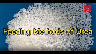 Feeding Methods of Urea