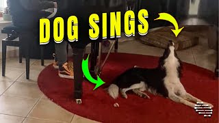 Dog Sings to "Wait for the Moment" on the Piano