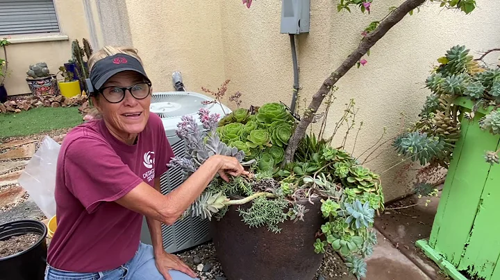 Succulents and Bougainvillea all in One Pot