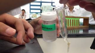 Filling a Visking tubing with Starch and Glucose solution