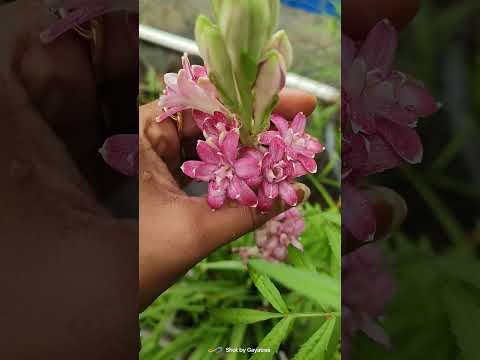 ରଜନୀଗନ୍ଧାର ଏତେଗୁଡିଏ Variety #rajnigandha #tuberose #plantcaretips #2026 #gardening #odisha #viral
