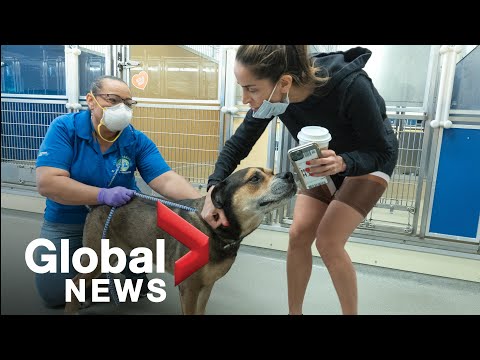 Coronavirus outbreak: Caring for rescue animals and DIY haircuts amid COVID-19 lockdown Coronavirus outbreak: Caring for rescue animals and DIY haircuts amid COVID-19 lockdown