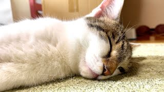 熟睡猫。寝顔が微妙。/I'm a healthy cat, but I'm worried about my sleeping face