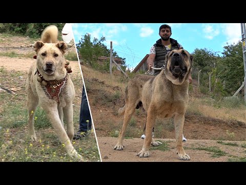 YOK BÖYLE BİR KÖPEK GERÇEK ASLANA BENZİYOR !! KIRIKKALE'NİN ASLANLARI EFSANE ANADOLU ÇOBAN KÖPEKLERİ