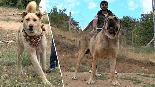 YOK BÖYLE BİR KÖPEK GERÇEK ASLANA BENZİYOR !! KIRIKKALE'NİN ASLANLARI EFSANE ANADOLU ÇOBAN KÖPEKLERİ