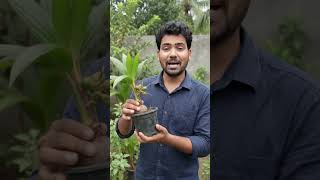 Amazing Fact 👆👆 Coconut 🥥 Tree #plants #trending #aiforever #aitech #eyecaretips #visiontechnology