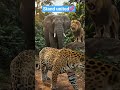 Stand united💞 #jungle #lion #elephant #tiger #shorts #shortvideo #nature