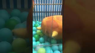 クレーンゲームで原神のスライムぬいぐるみを狙ったら、まさかの結果に…！❤️ I searched for channels I didn't remember registering