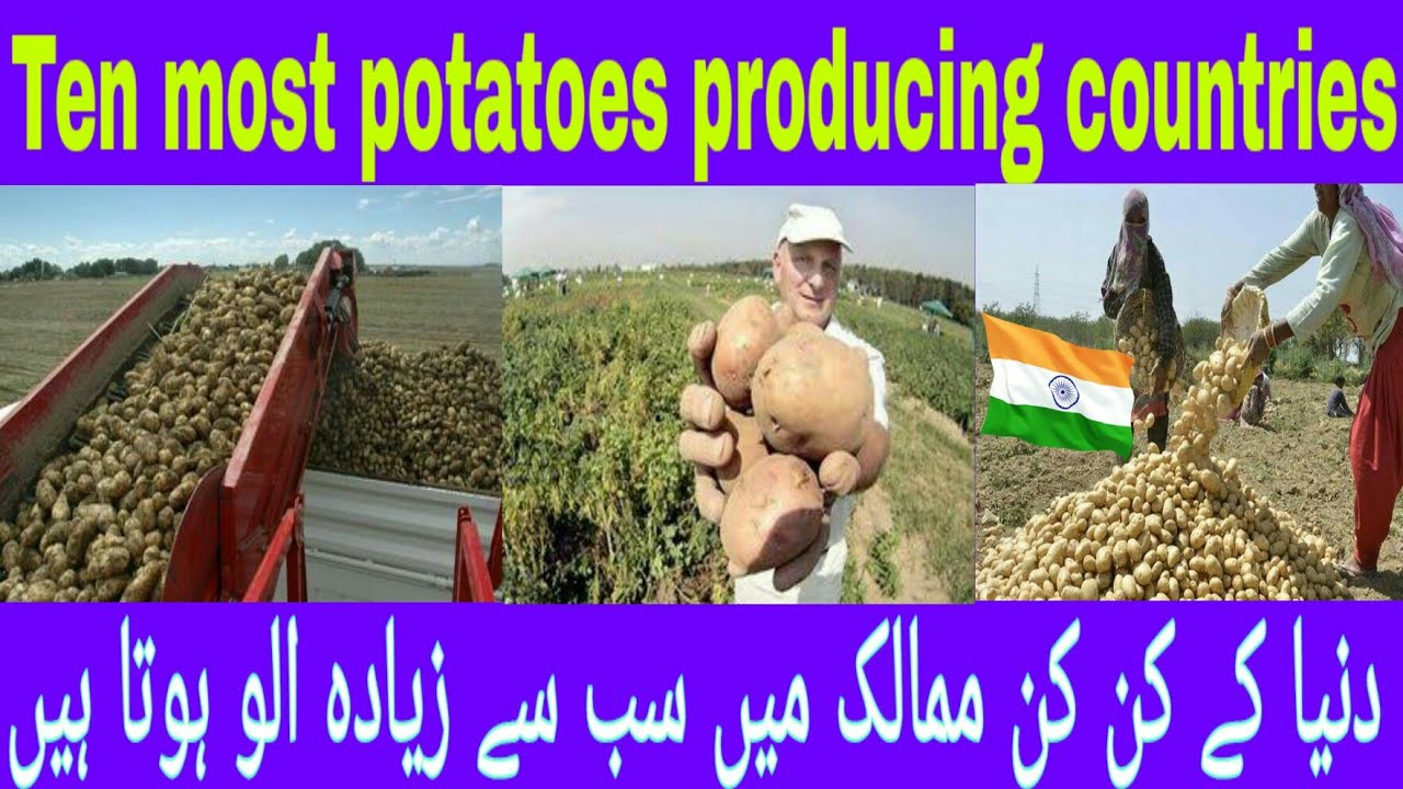 Top ten potatoes producing countries in the world 2021 YouTube
