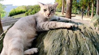 猫が石の上でリラックス、と思いきや擬態を使ってハトを狙う！？