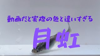 月虹から今までにない色が出たけど動画で見るより実物の方がもっとキレイなパープル