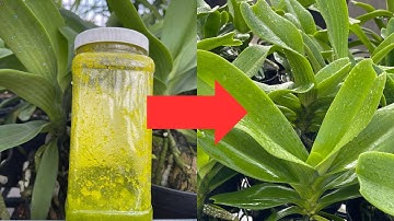 Chăm sóc hoa lan mới mua về thật đơn giản - sưu tầm ngọc điểm, nghinh xuân, đai châu 0983683038