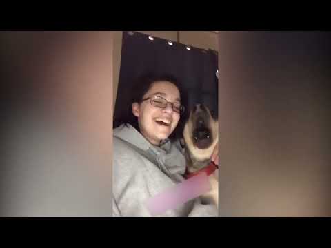 Silly & Cute Pet Videos on Youtube | Cute Funny Paws