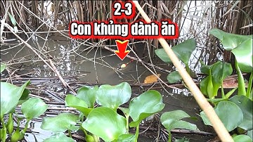 Câu Cá Rô Đồng-Đi Khu Mới Đụng Cá Khủng Tranh Mồi / lãng tử miền tây T 55