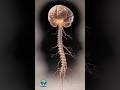 The nervous system is a vast living networks. #education #viral #medstudent #futuredoctor #fitlife