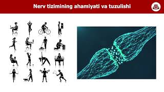 Nerv tizimining ahamiyati va tuzilishi