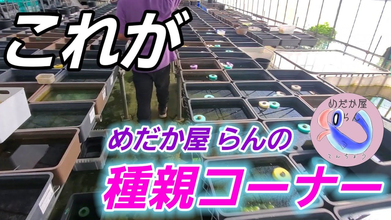 めだか屋らんの種親コーナーは極上個体がズラリ【オリジナル品種吹雪デビュー/NEXT春風】五式スワローアースアイ.天界.田.レッドクリフダーク.ゴブリン.スズラン.安らぎAQUAちゃんねる