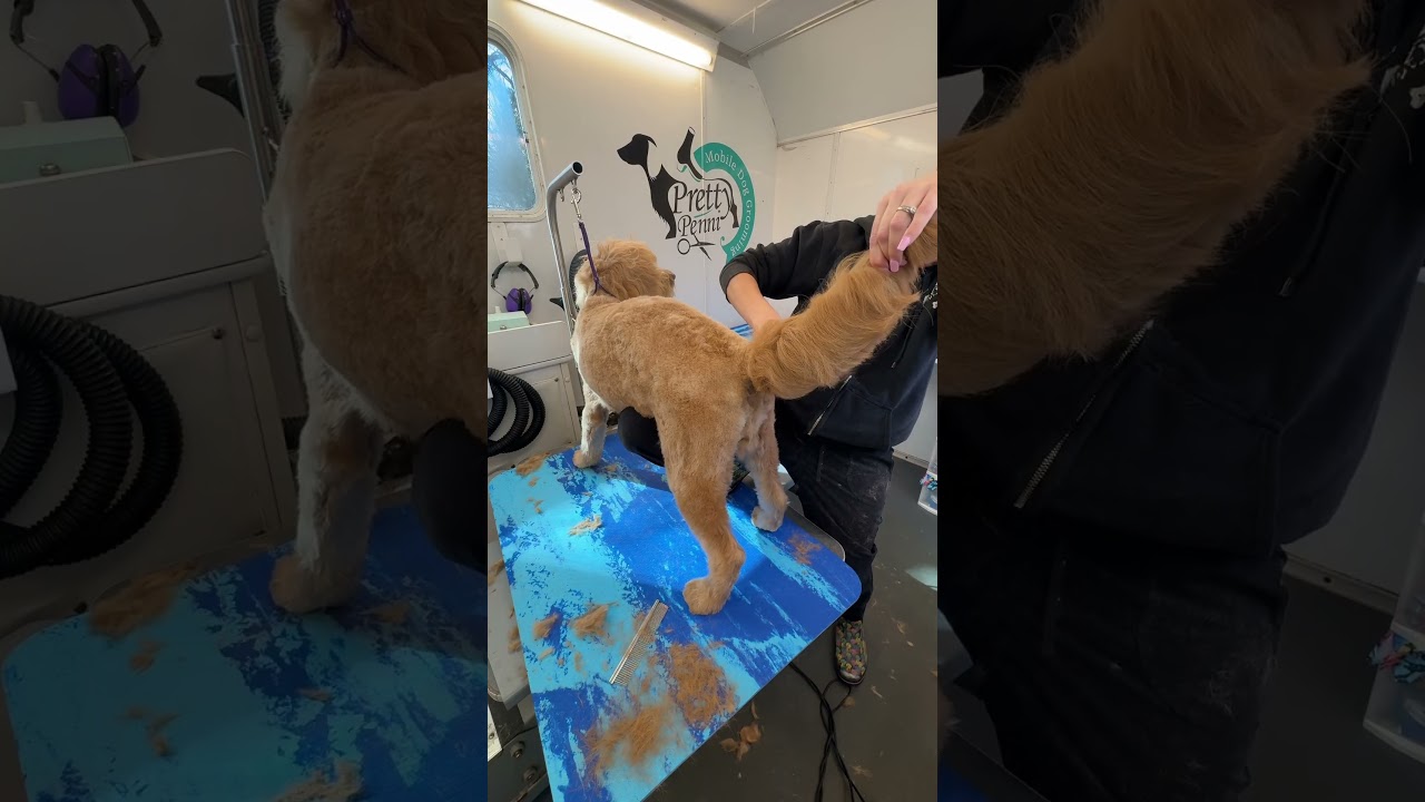 Bruce Golden Doodle First Big Haircut ✂️ 