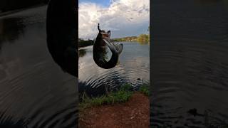 First Cast with Googan Crackin Craw… INSTANT BITE! 🎣#BassFishing #FishingLures #GooganBaits