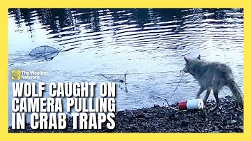 Wolves Caught on Camera Pulling in Crab Traps in B.C.