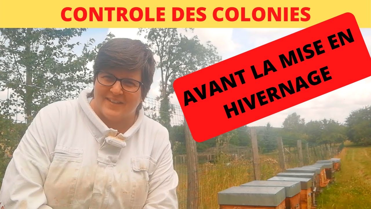 contrôle des colonies, préparation à la mise en hivernage