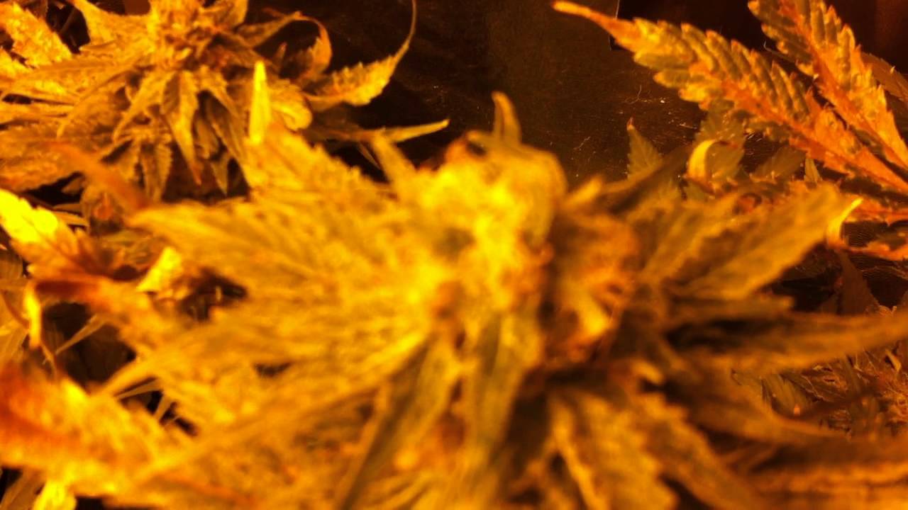 DWC Grow Journal Week 11