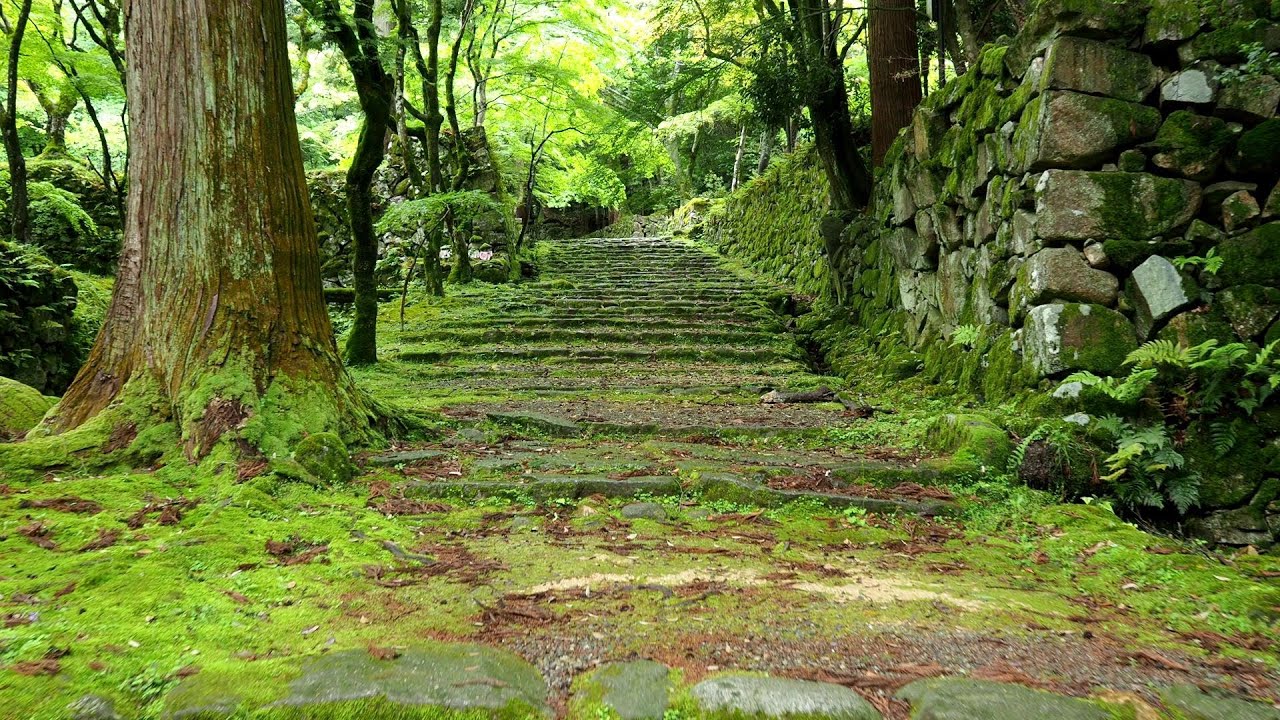 小雨の中の滋賀の苔寺 西明寺（滋賀）Beautiful moss in the rain of