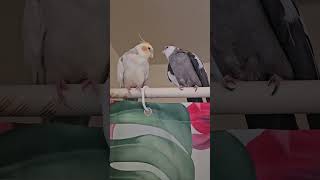 Super Cute And Funny Parrots #26