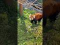 #shorts (円実ちゃん出ている状態で)ひなたくんも登場〜😉　レッサーパンダ　大森山動物園にて　2026年9月20日