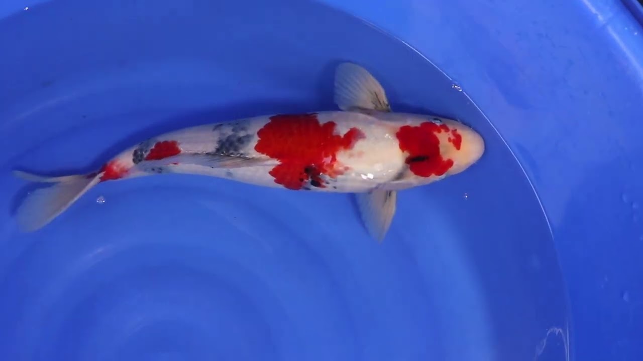 Nisai Jumbo Dainichi - Showa - Aquakoi