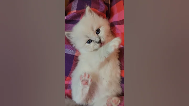 Video 9913661: sweet siberian kitten, blue tabby point, blue tabby white
