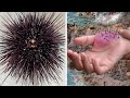 10 Animals With The Most Painful Bites &amp; Stings!