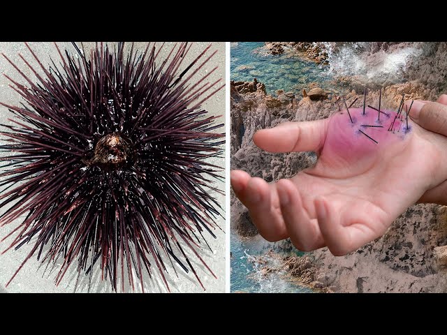 10 Animals With The Most Painful Bites & Stings! - YouTube