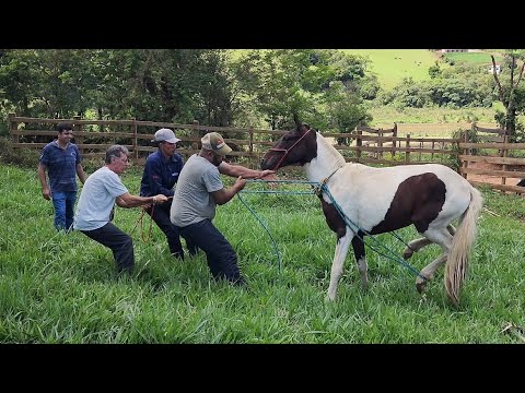 Na Roça Castrando Cavalos - YouTube