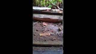 Pest Control Services In Los Angeles Ca