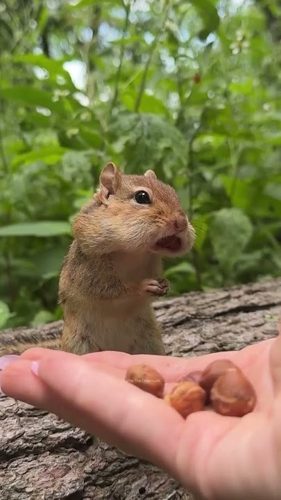 ALVIN IN REAL LIFE? #funnyanimal #squirrel #cuteanimal