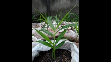 Cara Semai JAHE MERAH Dengan MUDAH dan CEPAT