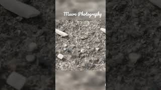 Macro Photography #rice