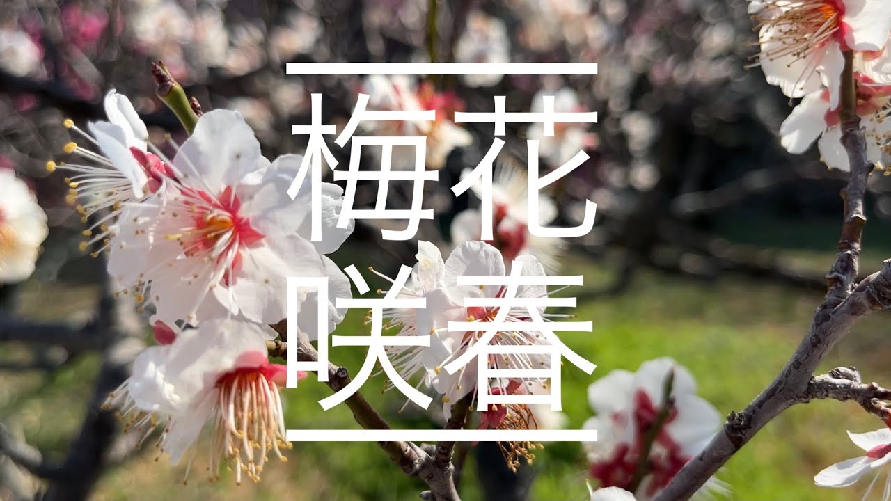 梅の花】春を告げる 梅花咲春 花風景 梅 - YouTube